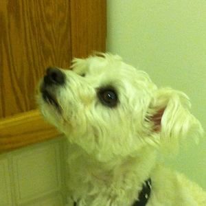 Meet your Posher, Terri-lynn